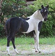 Mocha's CC Cherokee Spirit Guide